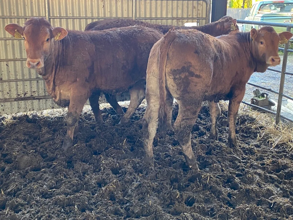 3 Super 350kilo Limousine Heifer Weanlings - Image 1