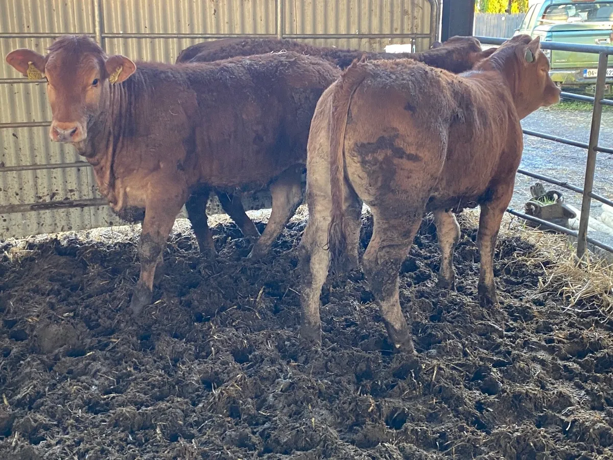 3 Super 350kilo Limousine Heifer Weanlings - Image 2
