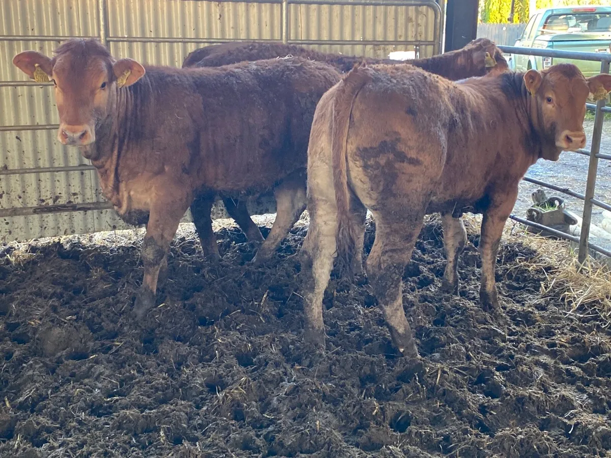3 Super 350kilo Limousine Heifer Weanlings - Image 3