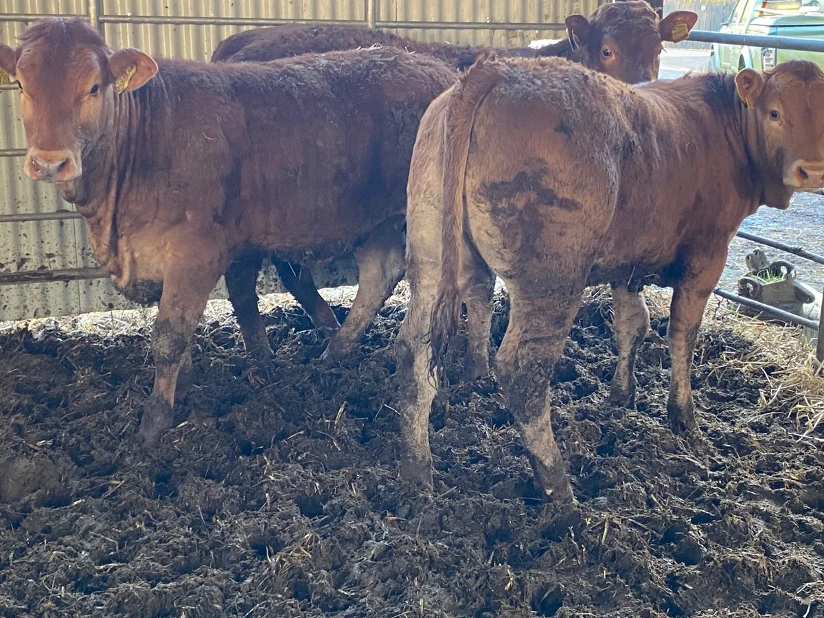 3 Super 350kilo Limousine Heifer Weanlings - Image 4