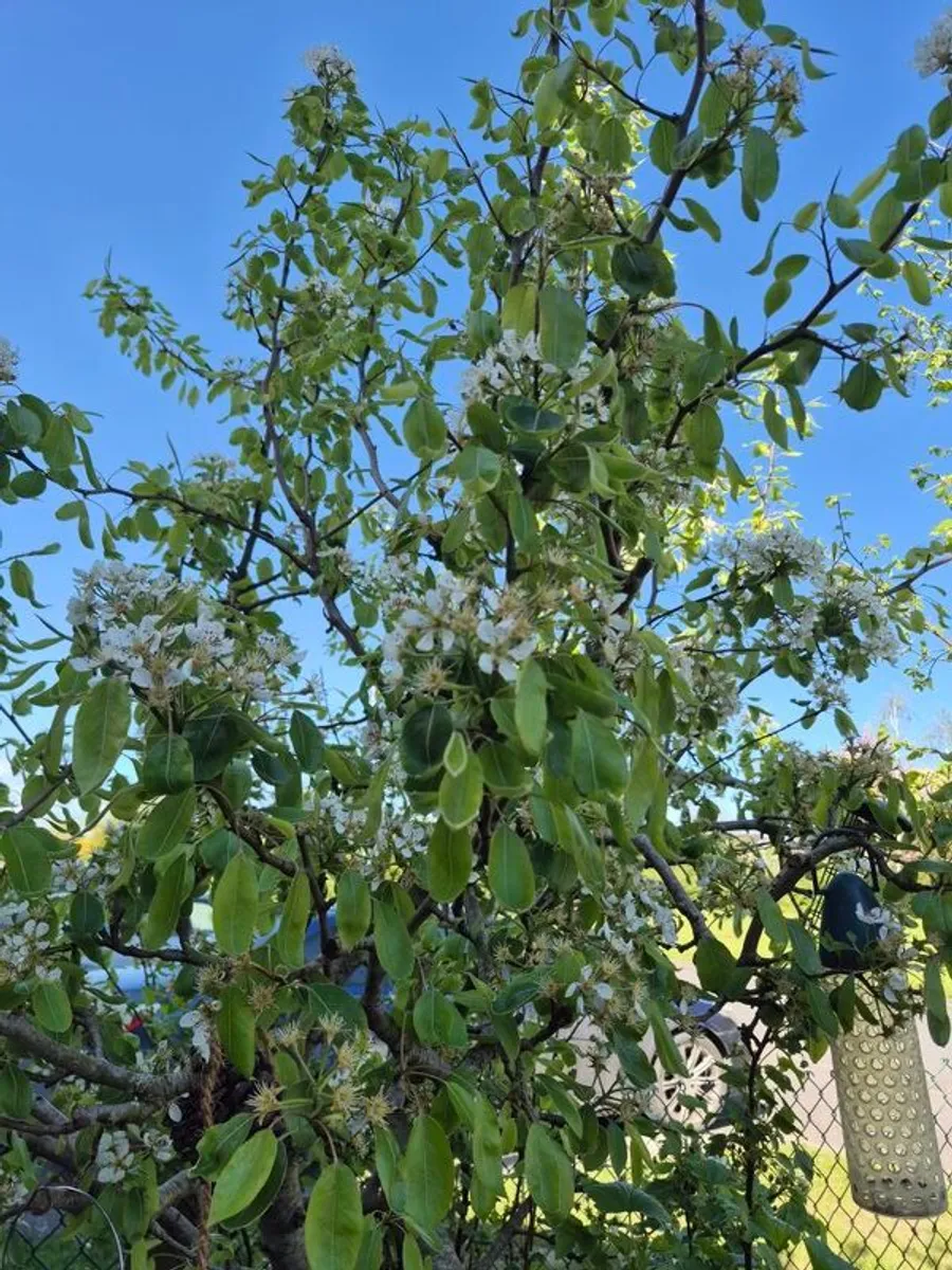 Pear tree
