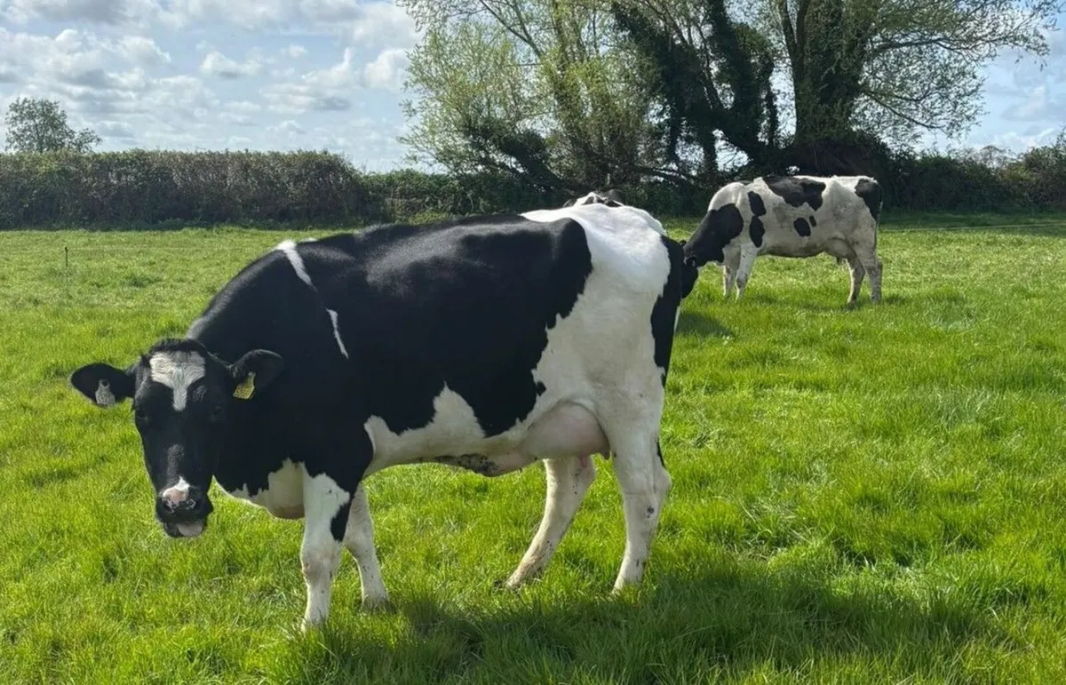 Clearance sale of Dairy Cows and Heifers - Image 2