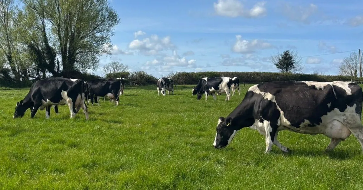 Clearance sale of Dairy Cows and Heifers - Image 1