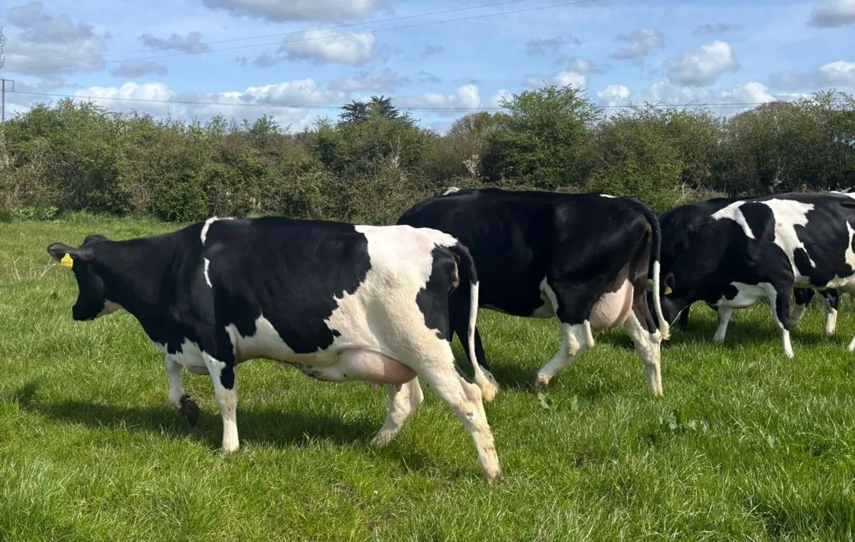 Clearance sale of Dairy Cows and Heifers - Image 4