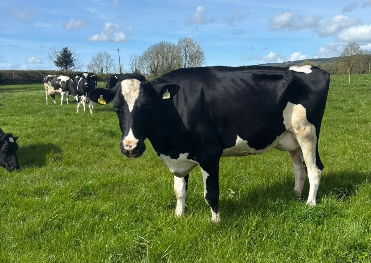 Clearance sale of Dairy Cows and Heifers - Image 3