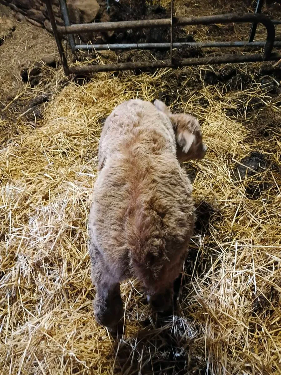 Chx heifer calf - Image 2