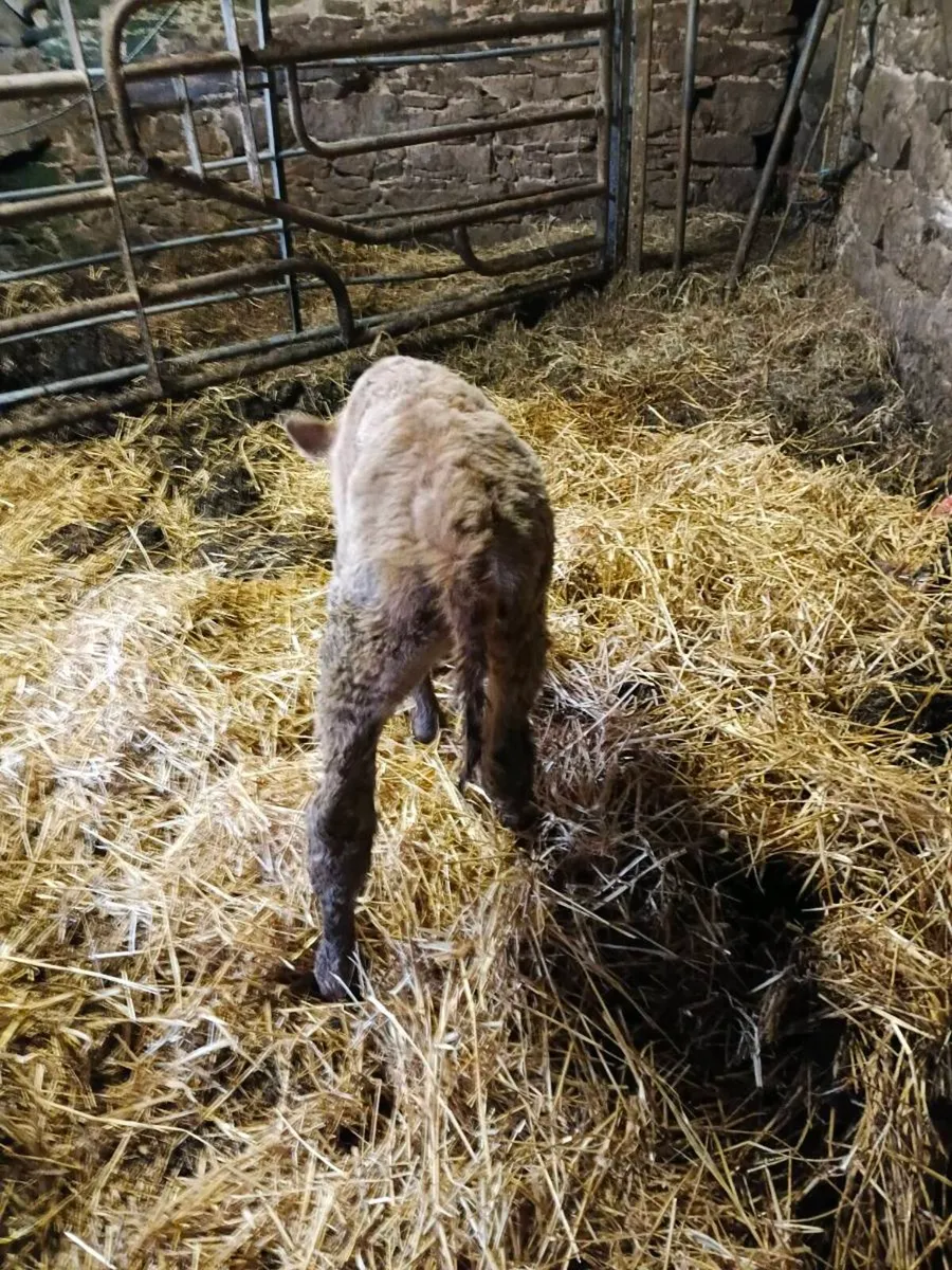 Chx heifer calf - Image 3