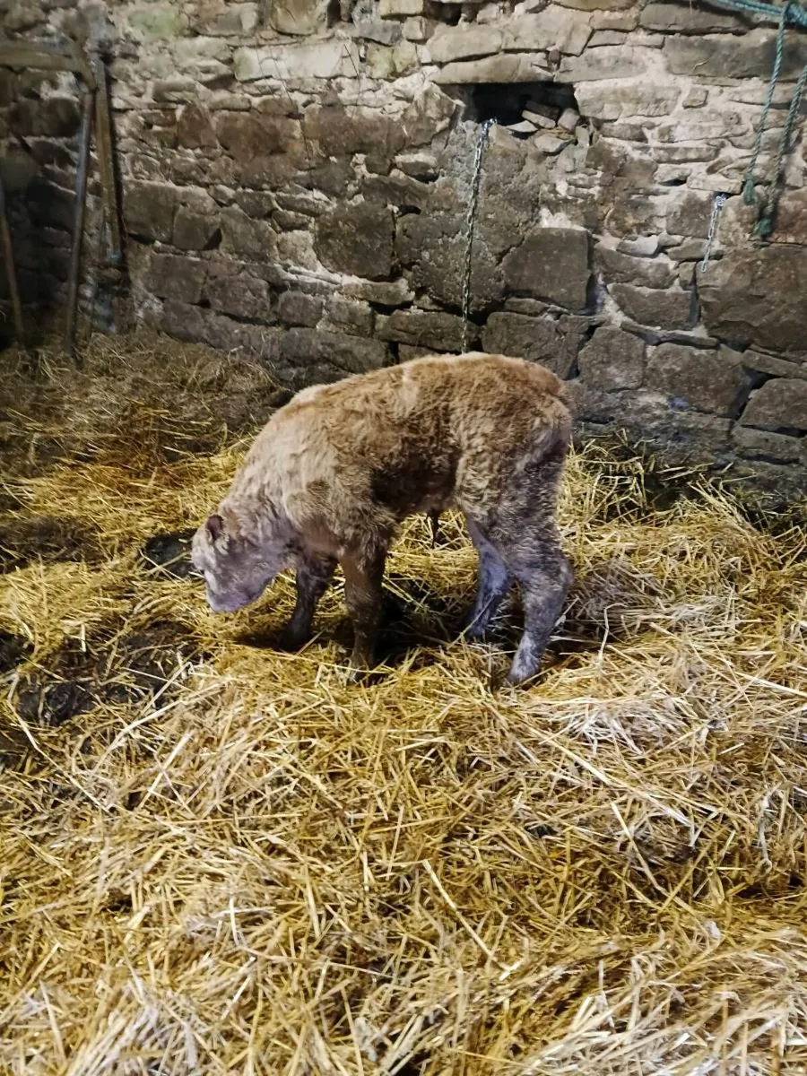Chx heifer calf - Image 1