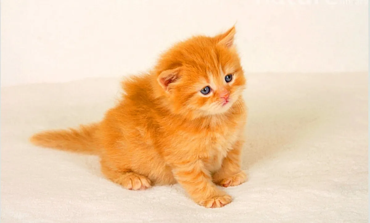 🐾 Gorgeous Ginger "Teddy Bear"–British Cross girl - Image 1