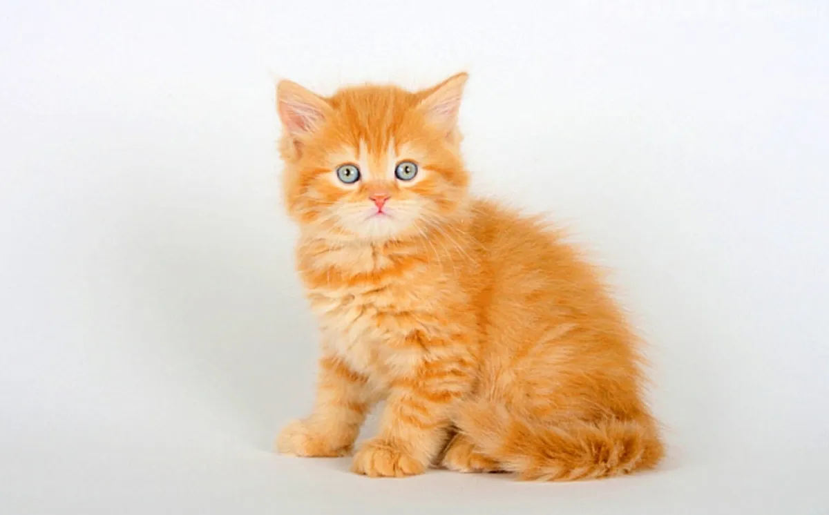 🐾 Gorgeous Ginger "Teddy Bear"–British Cross girl - Image 3