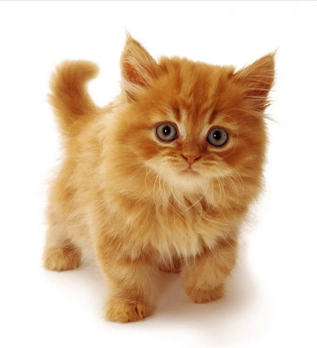 🐾 Gorgeous Ginger "Teddy Bear"–British Cross girl - Image 2