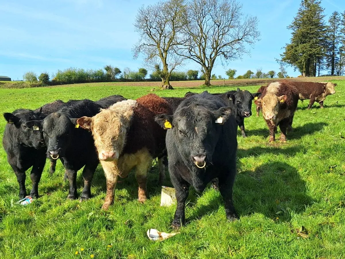 Angus and Hereford Bulls - Image 1