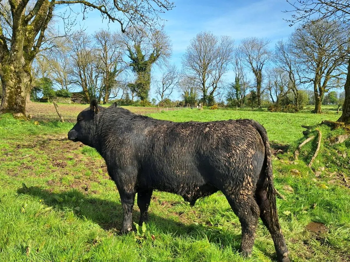 Angus and Hereford Bulls - Image 3