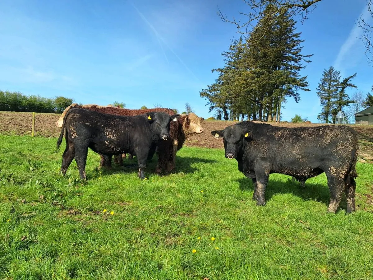 Angus and Hereford Bulls - Image 4