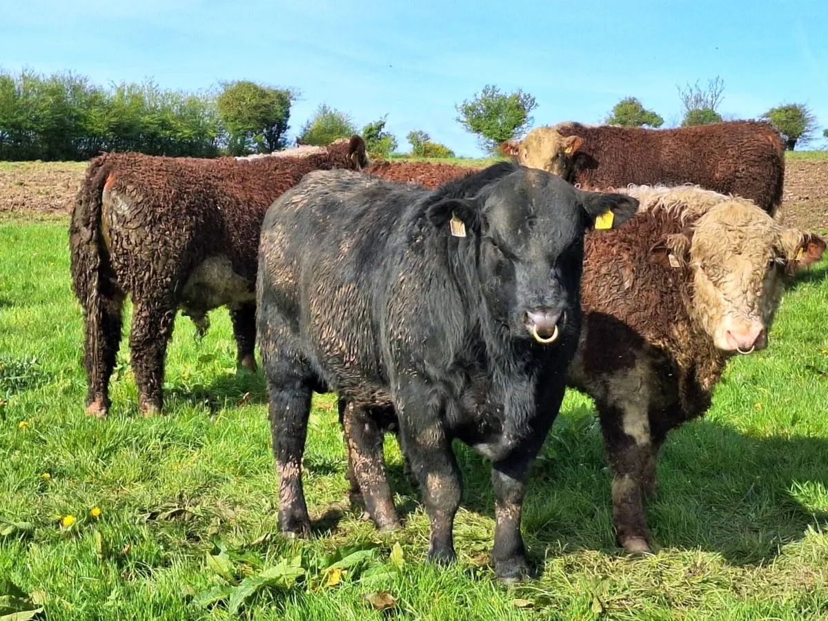 Angus Bulls - Image 4