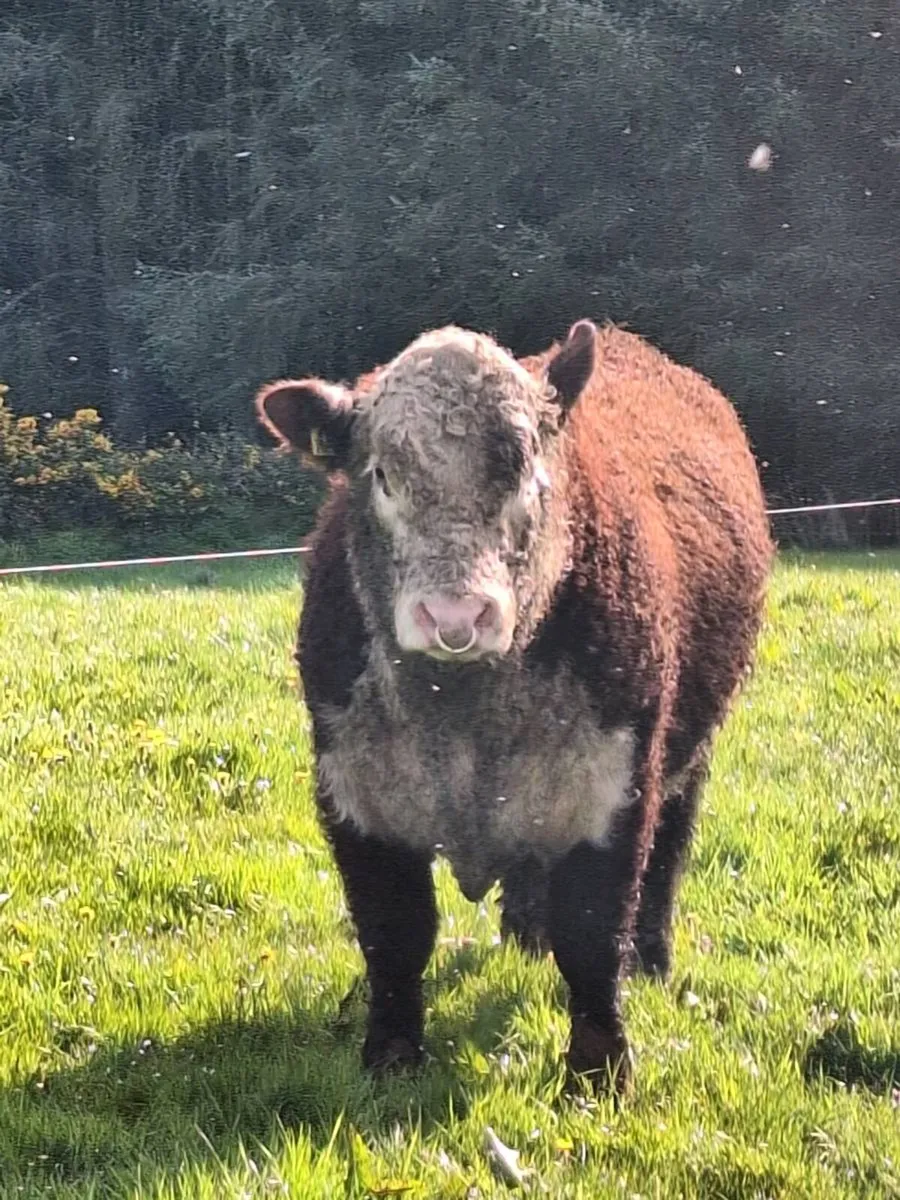 Angus and Hereford Bulls - Image 2