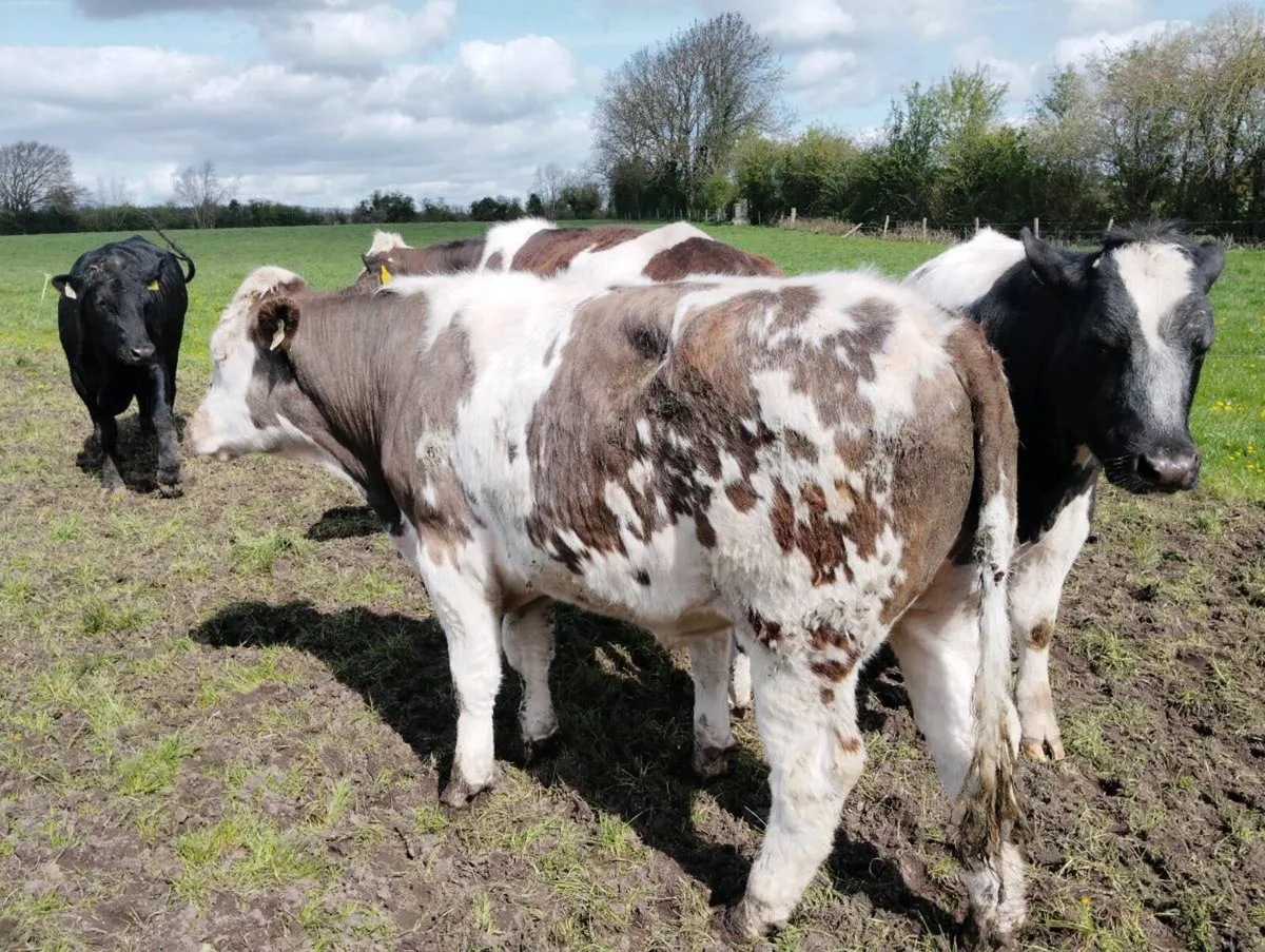 Bullocks x 27 - Image 2