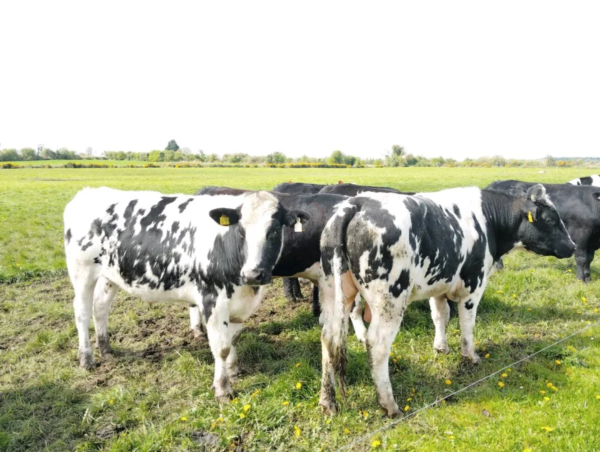 Bullocks x 27 - Image 1