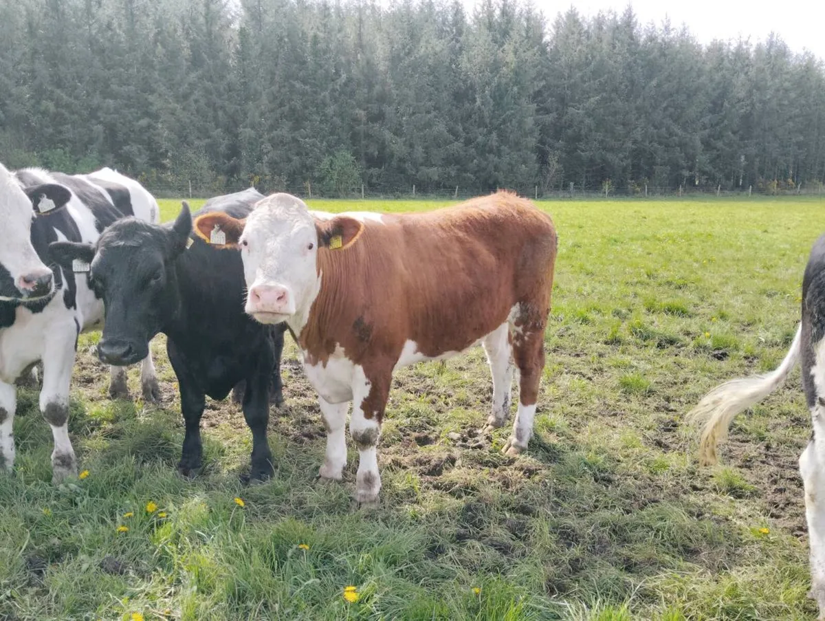 Bullocks x 27 - Image 4