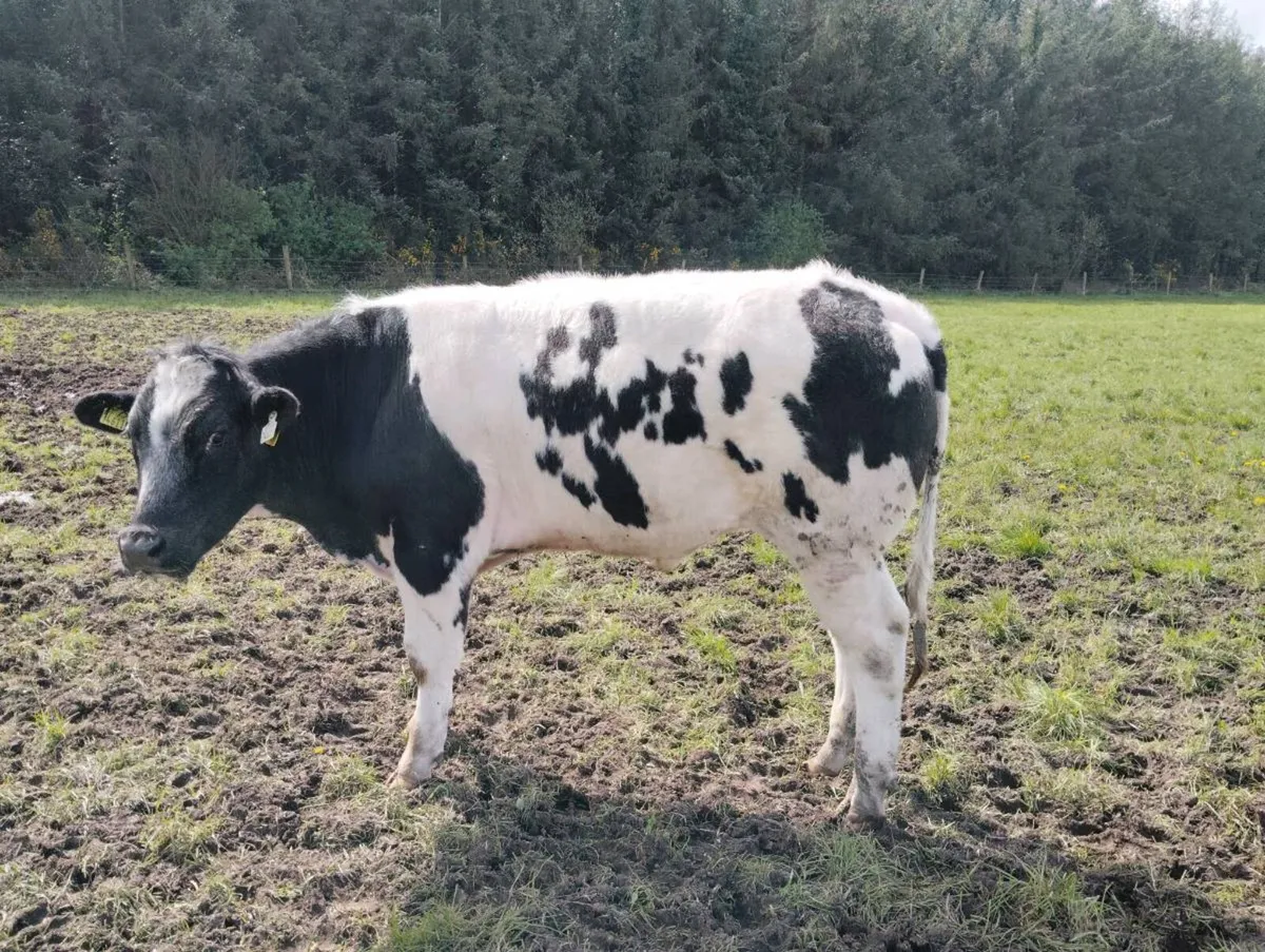 Bullocks x 27 - Image 3