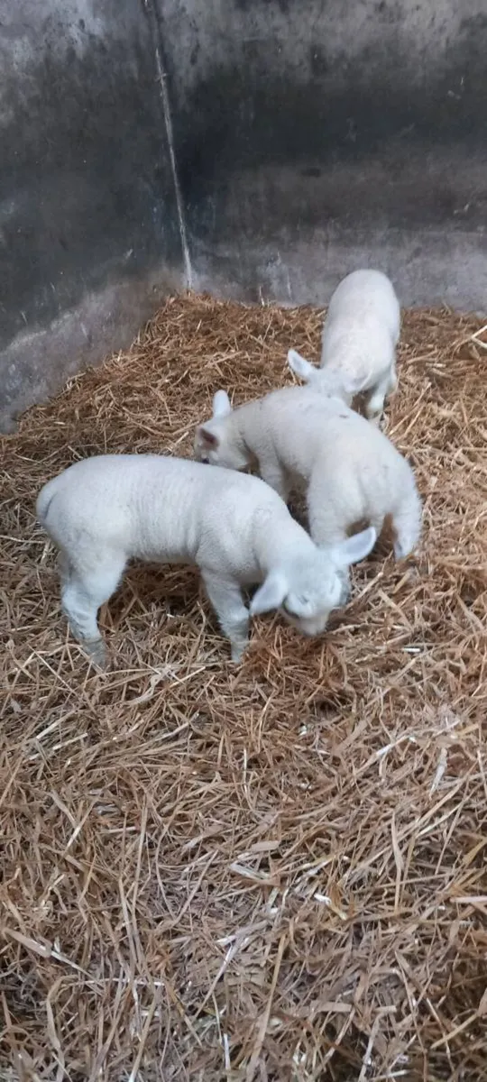 Pet Lambs - Image 2