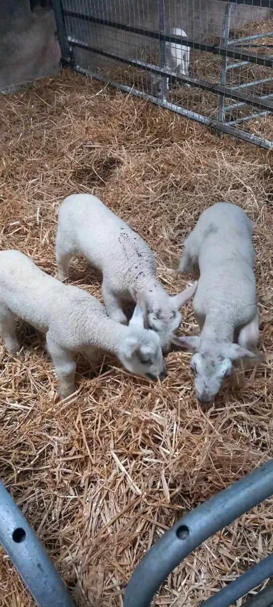 Pet Lambs - Image 3