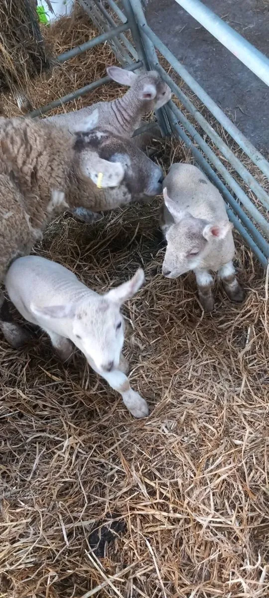 Pet Lambs - Image 4
