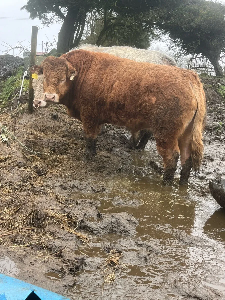 Purebread Limousin Bull - Image 2