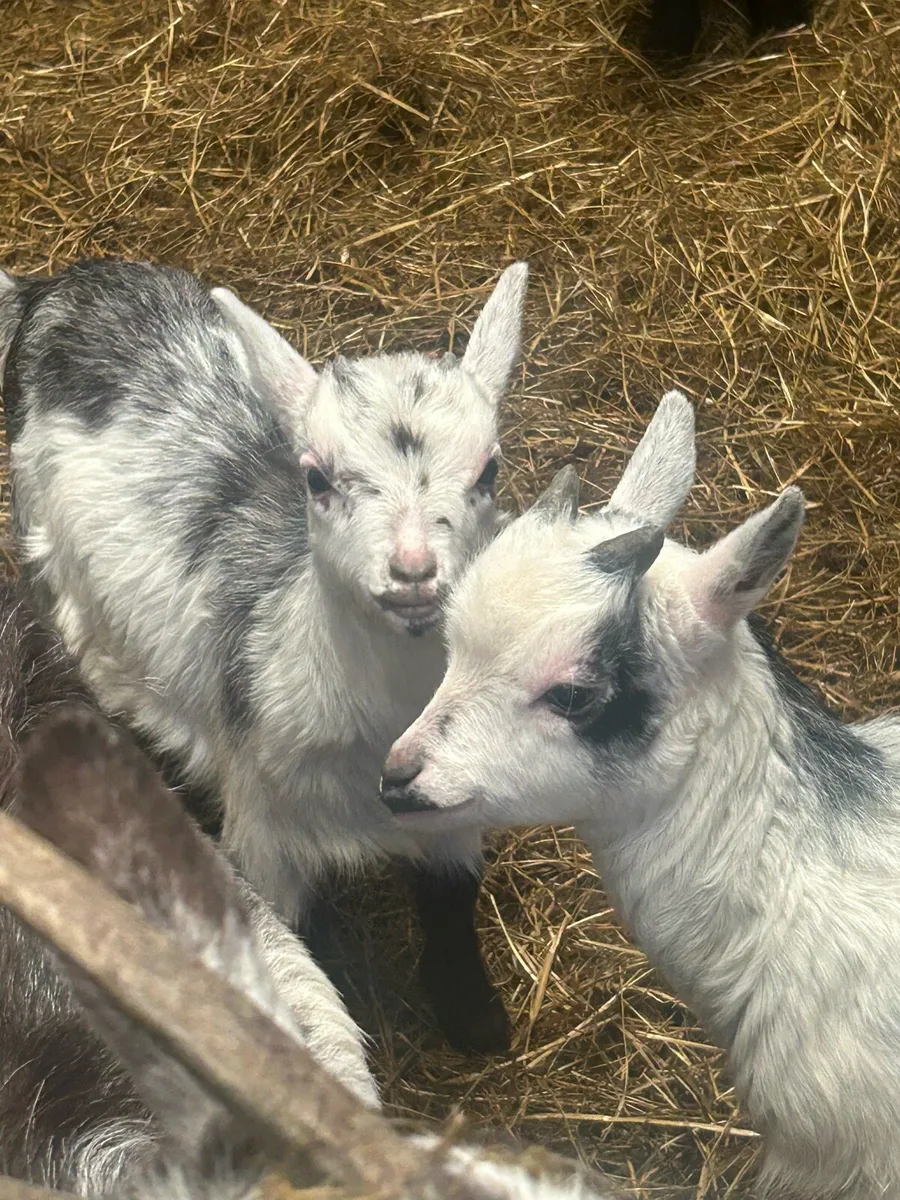 Pygmy goats - Image 1