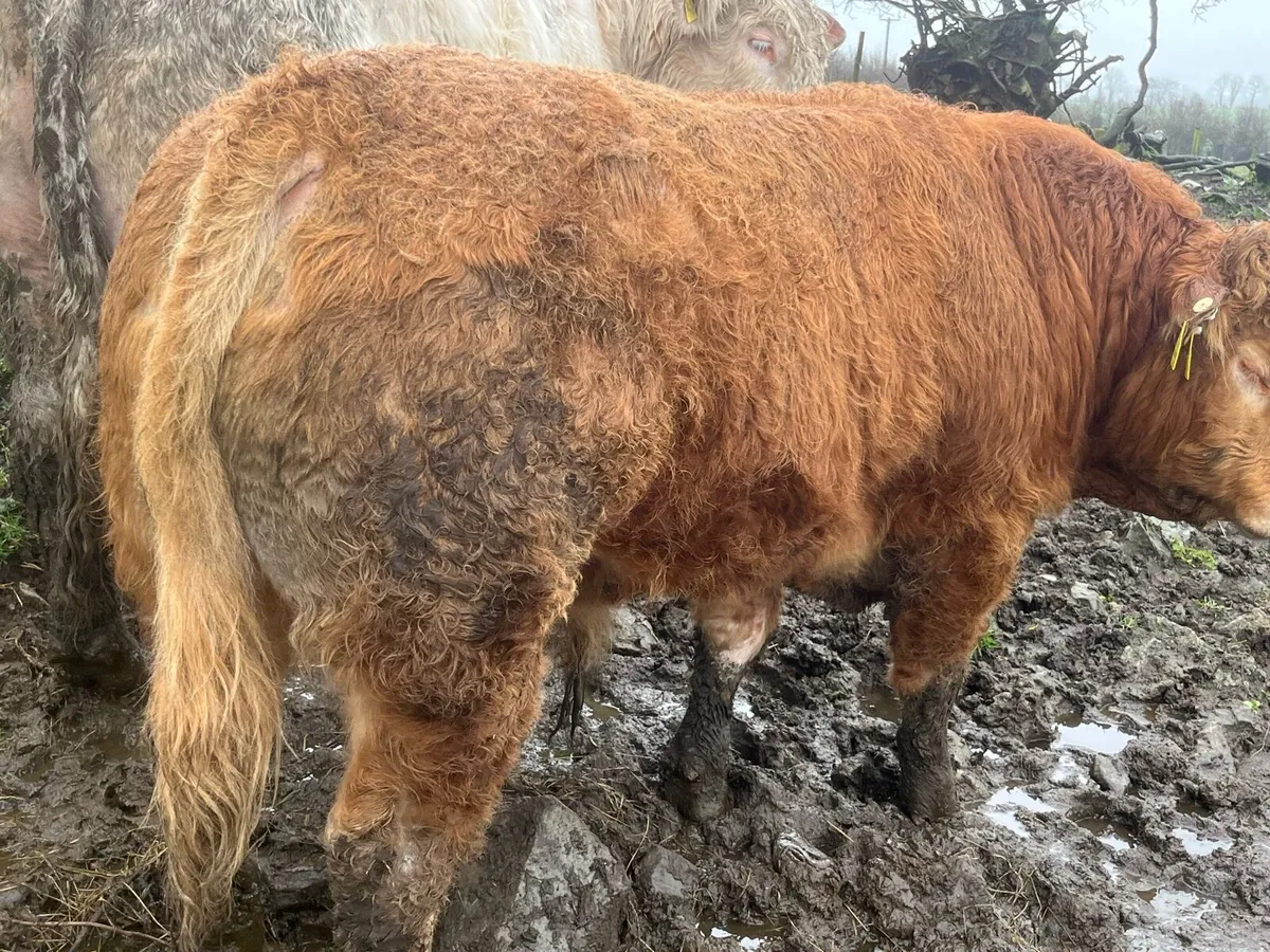 Purebread Limousin Bull - Image 3