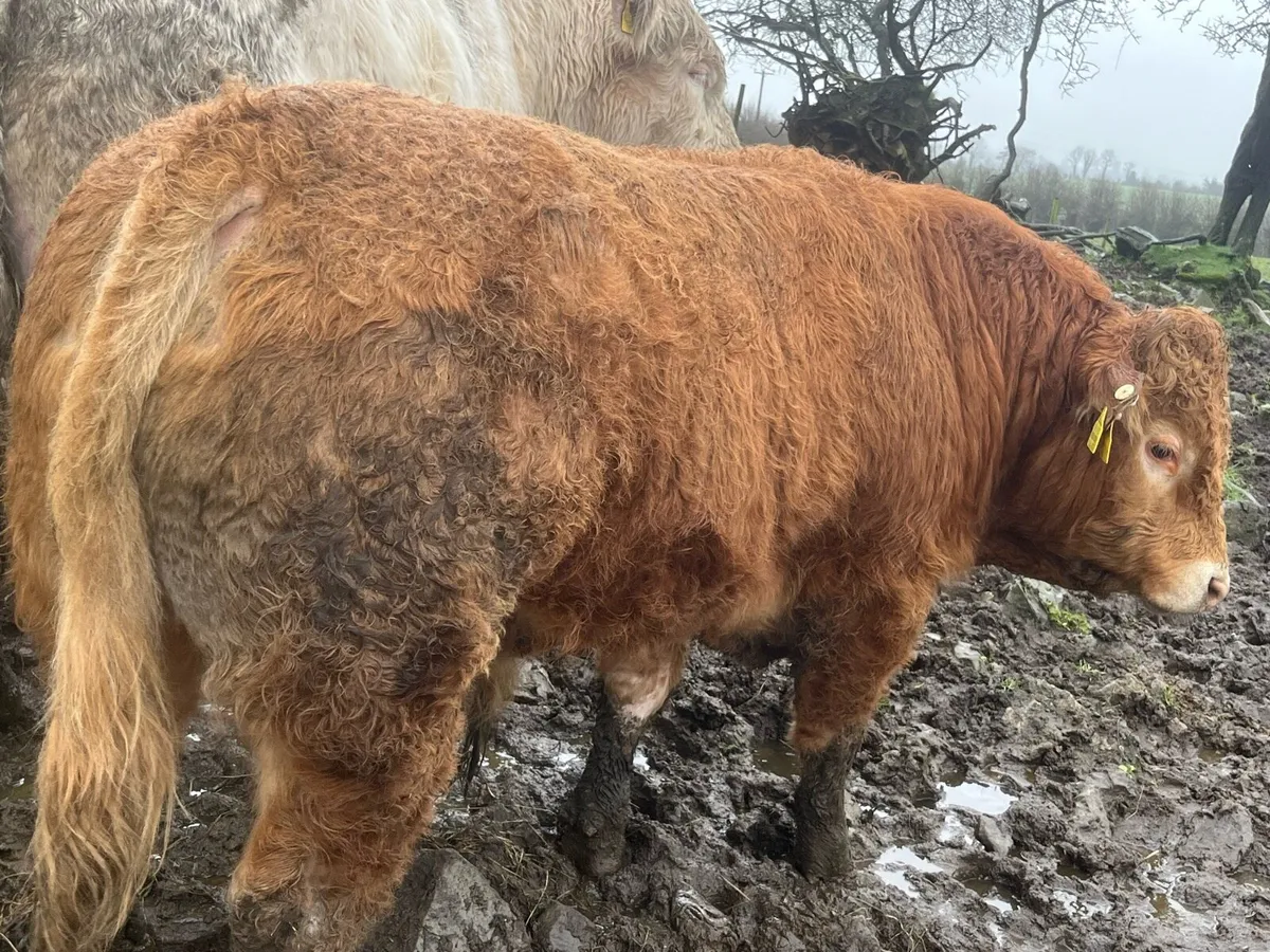 Purebread Limousin Bull - Image 1