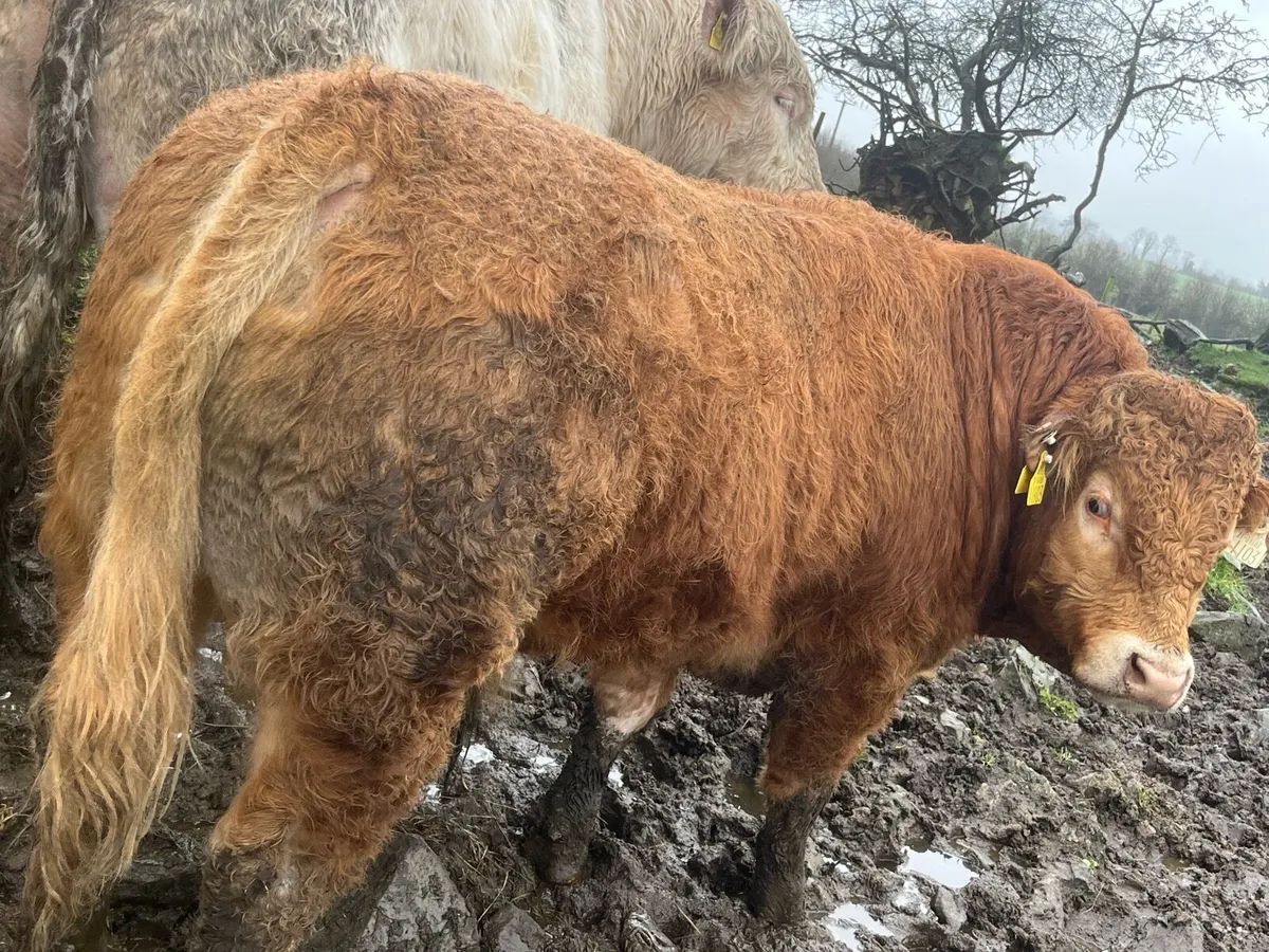 Purebread Limousin Bull - Image 4