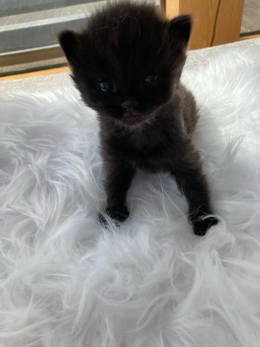 Fluffy long hair kitten - Image 2