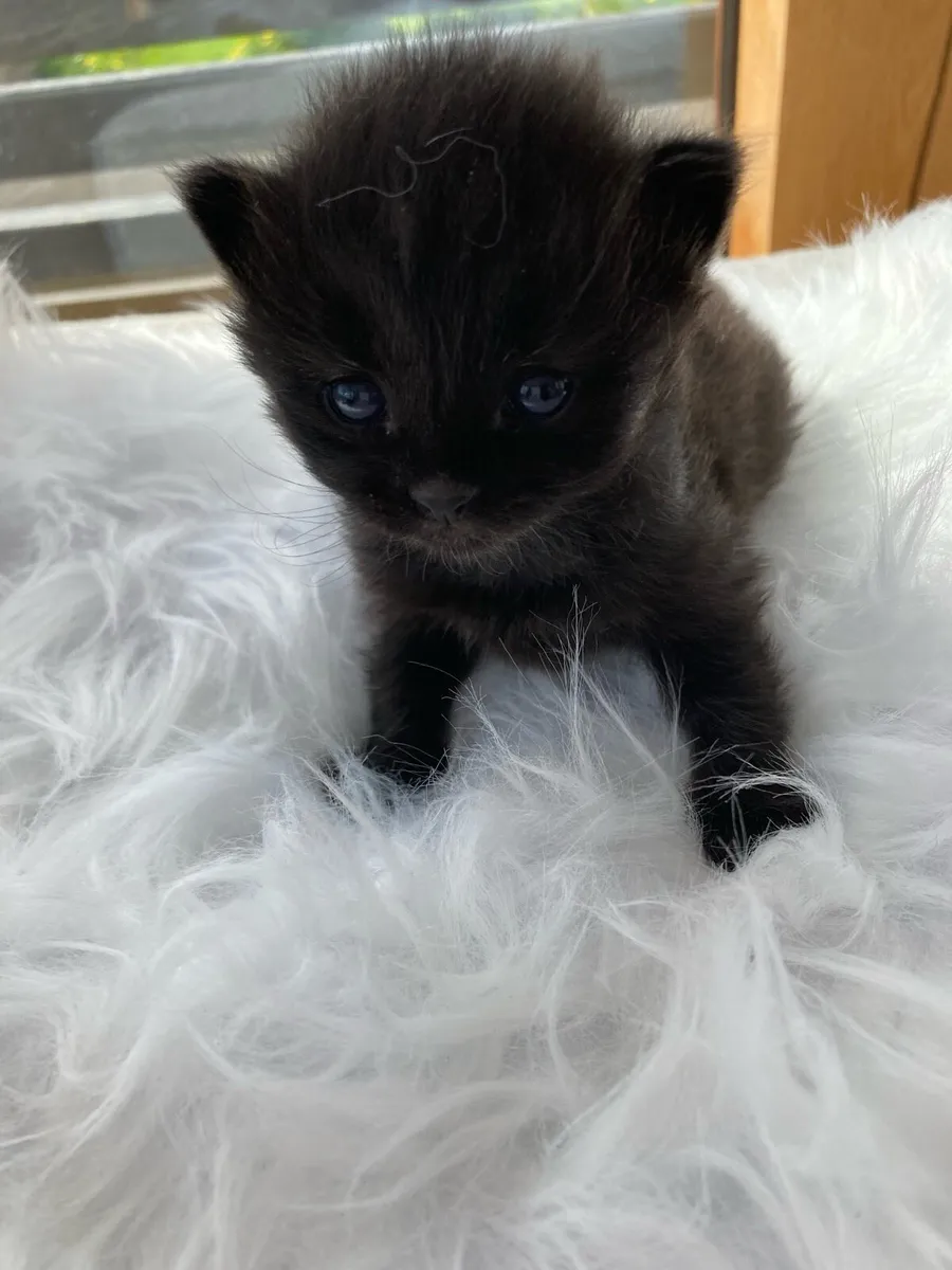 Fluffy long hair kitten - Image 3