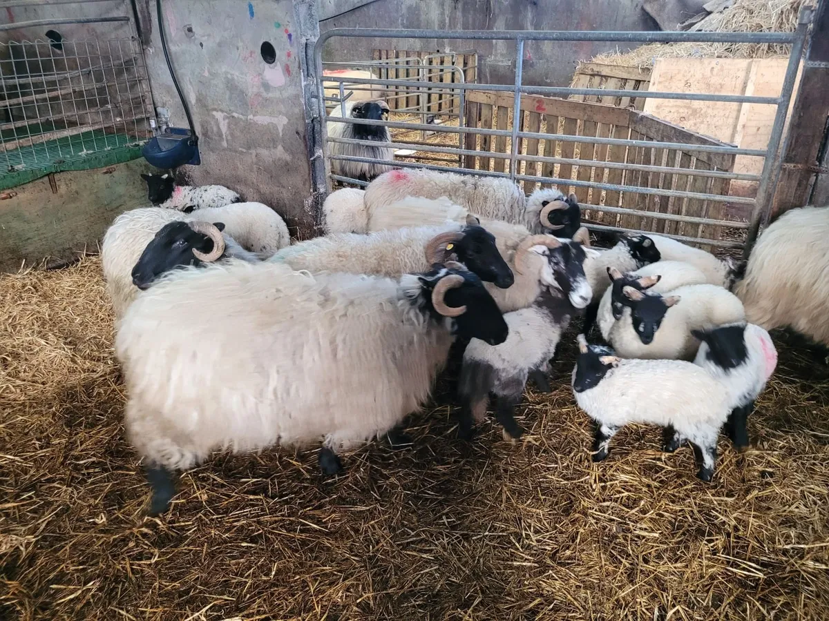 sheep with doubles - Image 2