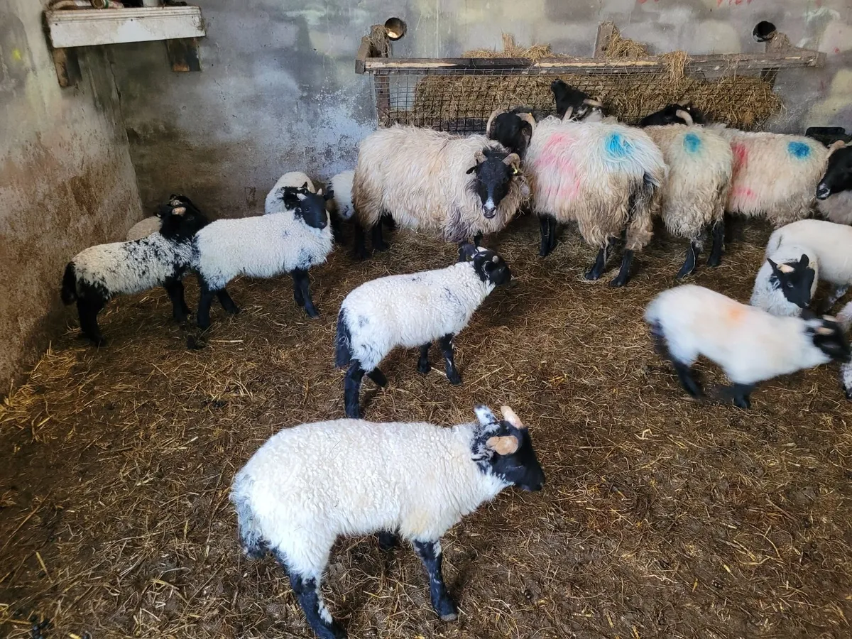 sheep with doubles - Image 3