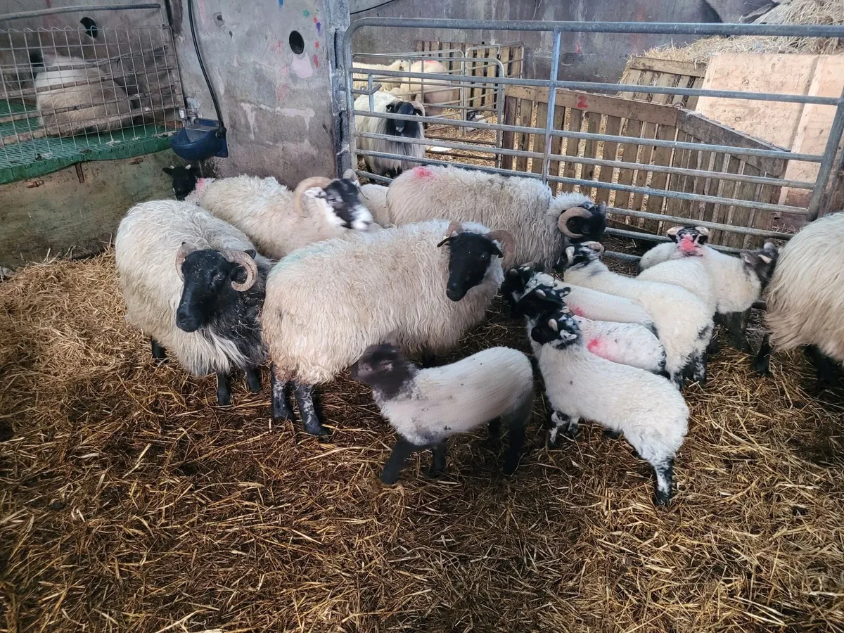 sheep with doubles - Image 4
