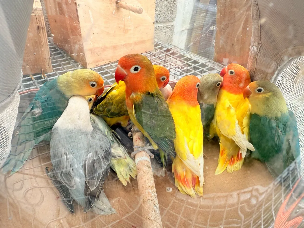 Fischer Lovebirds for new home - Image 1