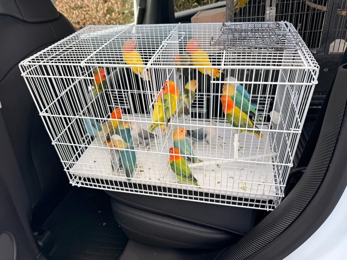 Fischer Lovebirds for new home - Image 2