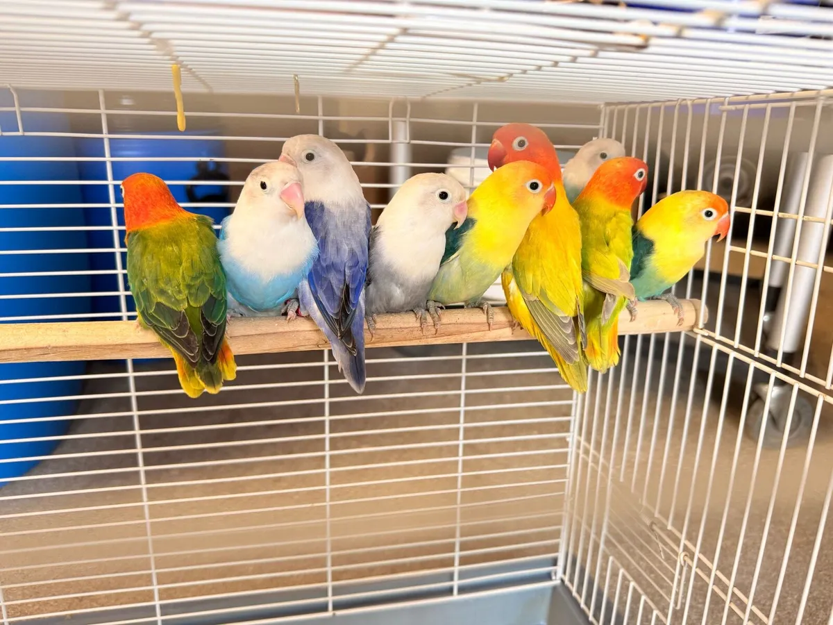 Fischer Lovebirds for new home - Image 4