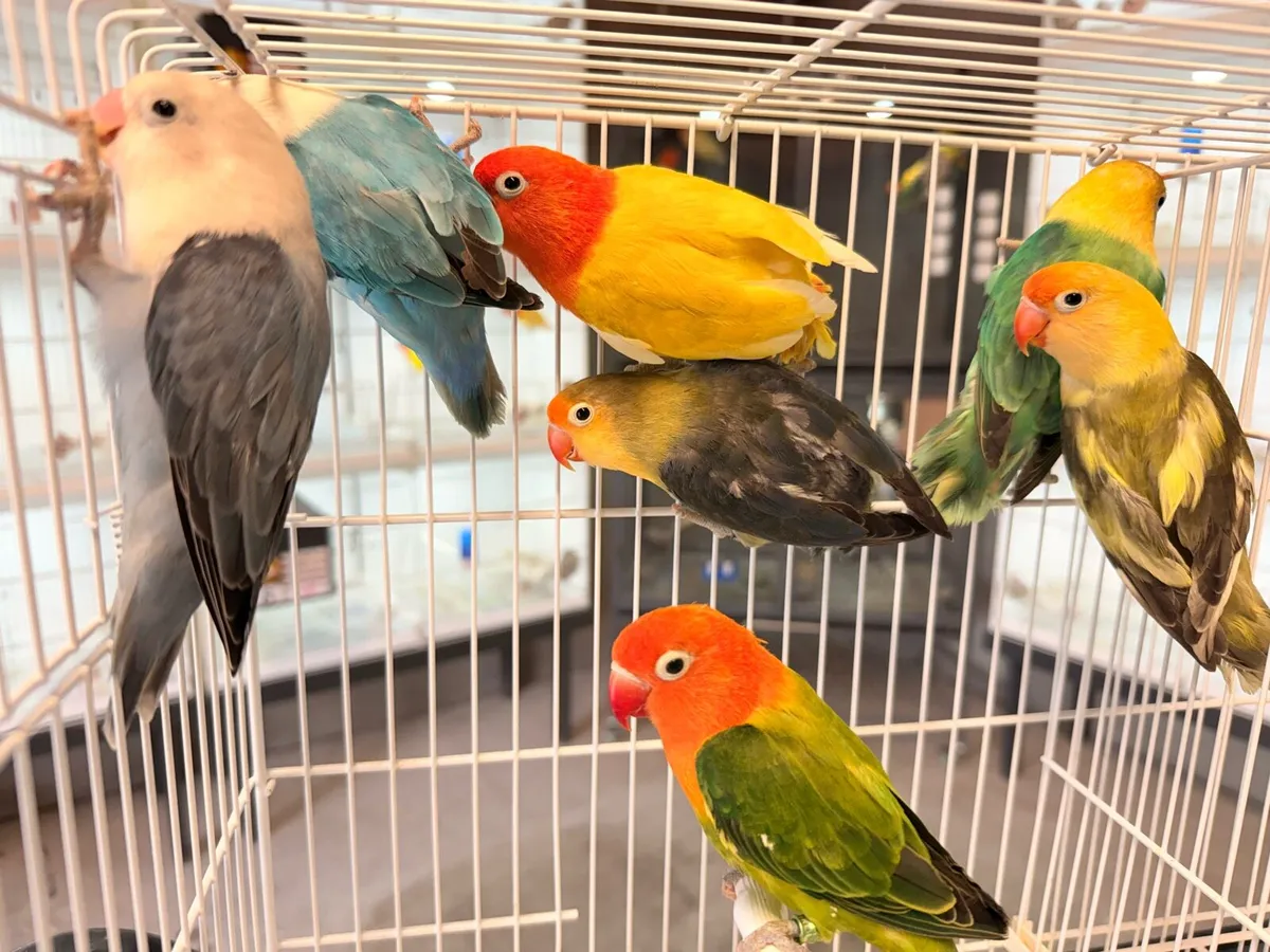 Fischer Lovebirds for new home - Image 3