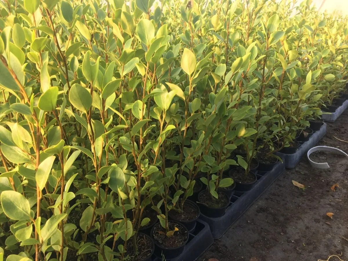 Griselinia Hedging - Image 3