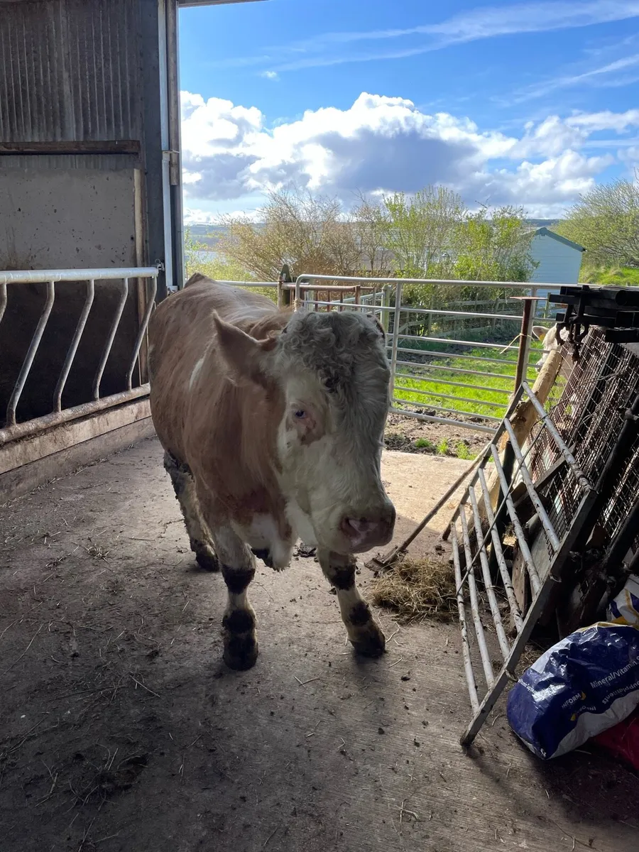 Vasectomised bull - Image 1