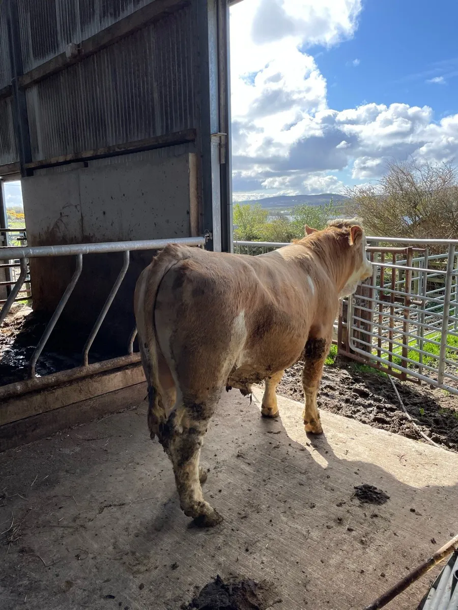 Vasectomised bull - Image 2