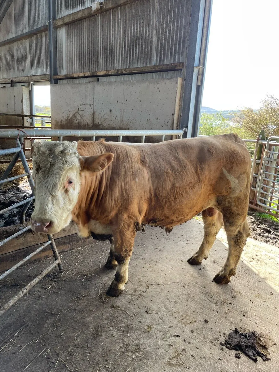 Vasectomised bull - Image 3