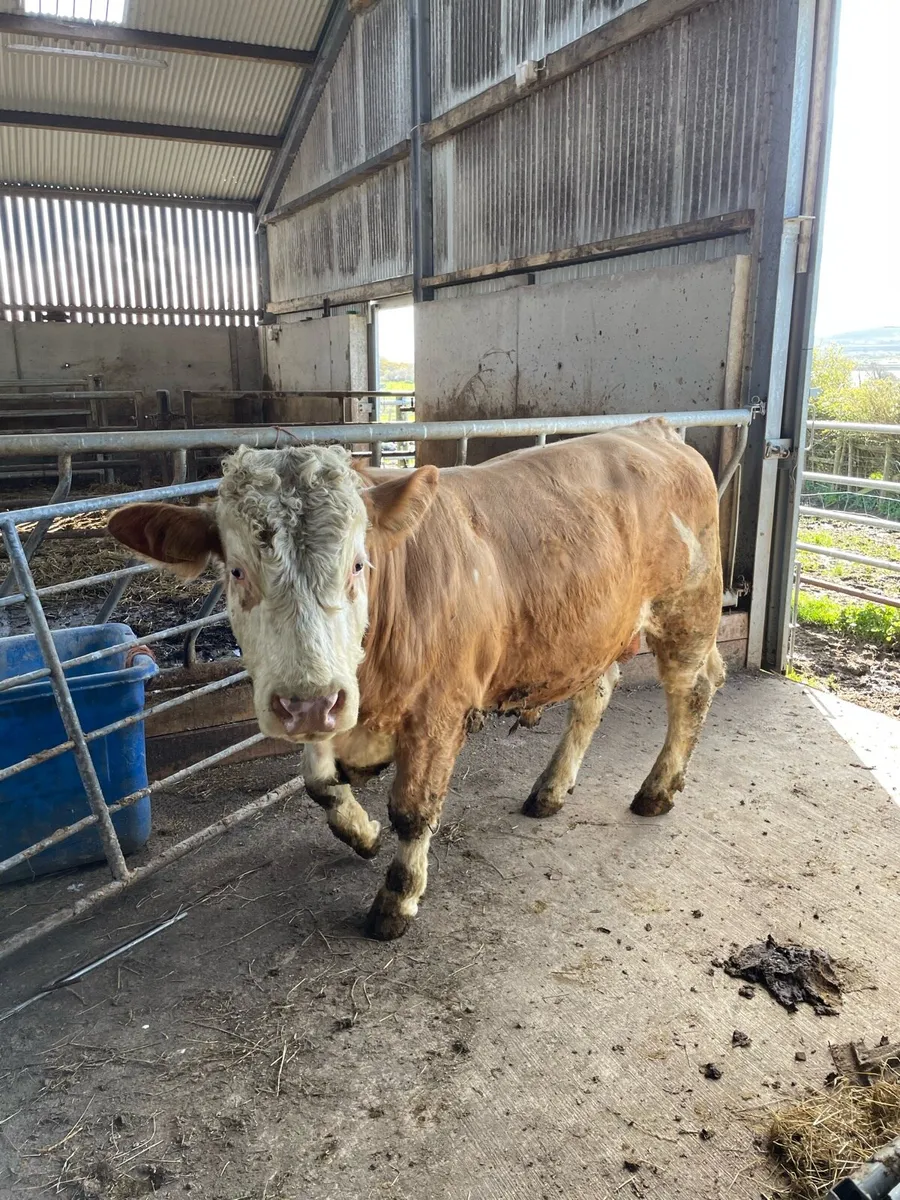 Vasectomised bull - Image 4