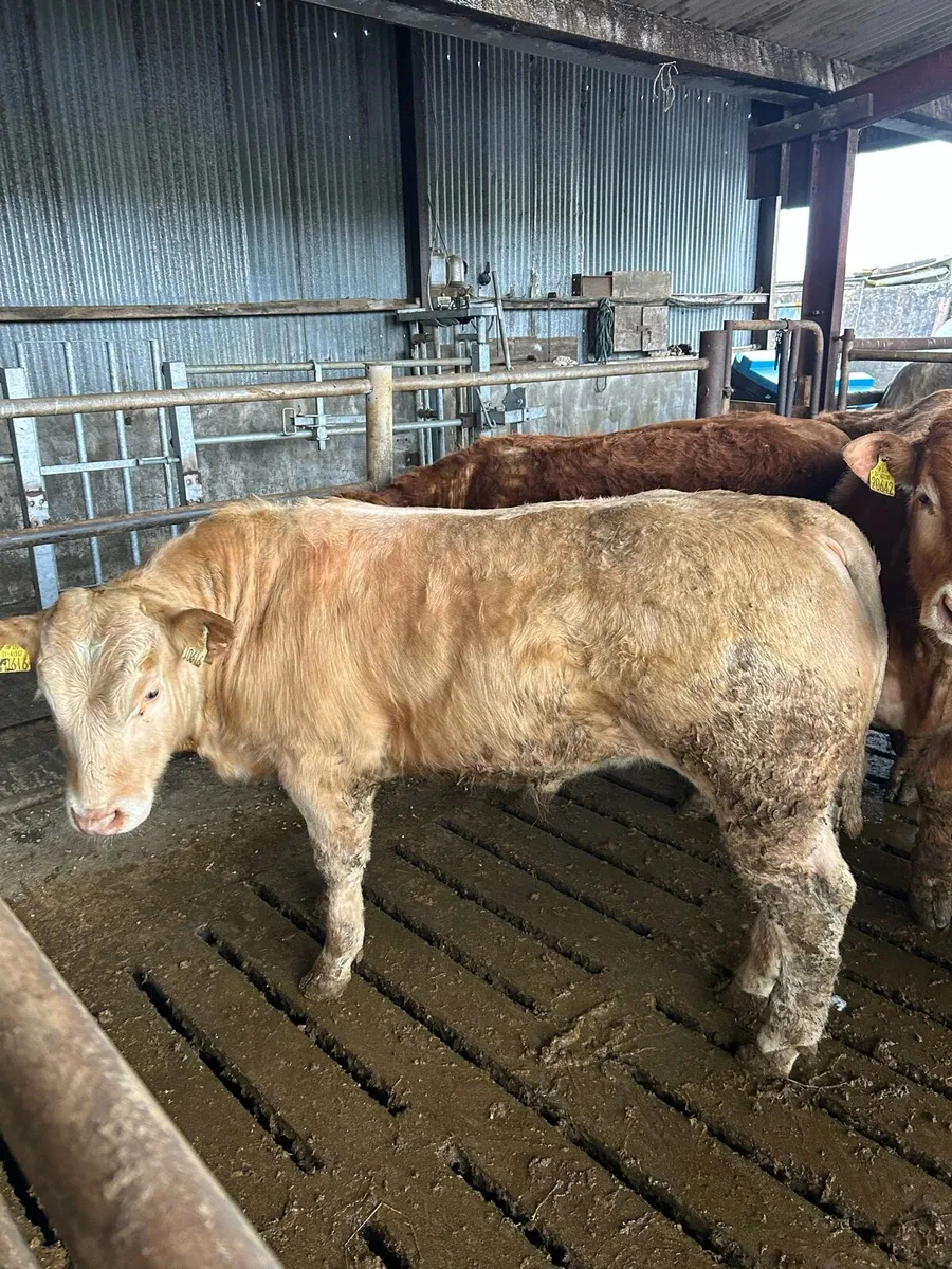 16 u grade bullocks - Image 1