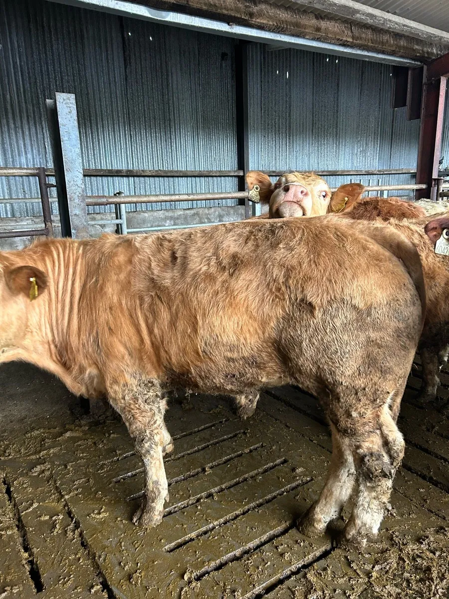 16 u grade bullocks - Image 3