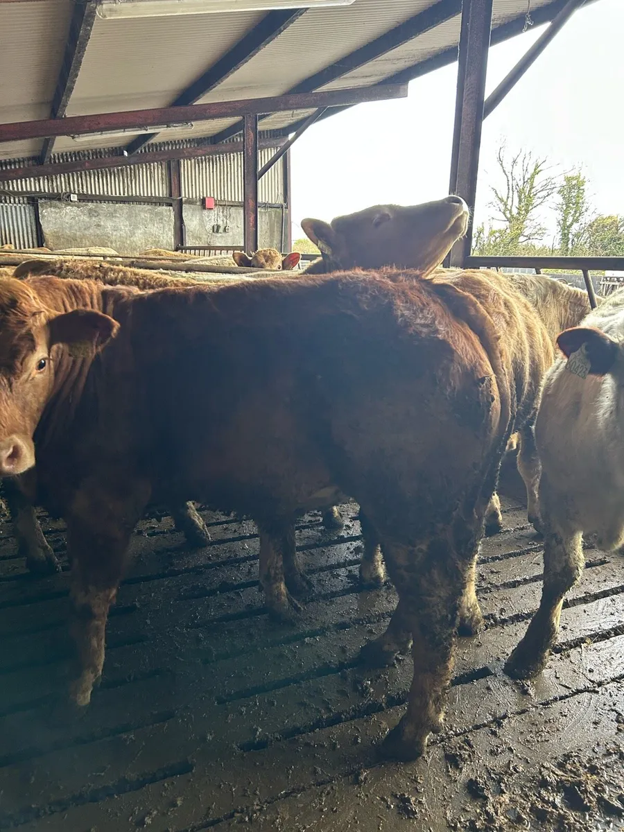 16 u grade bullocks - Image 4