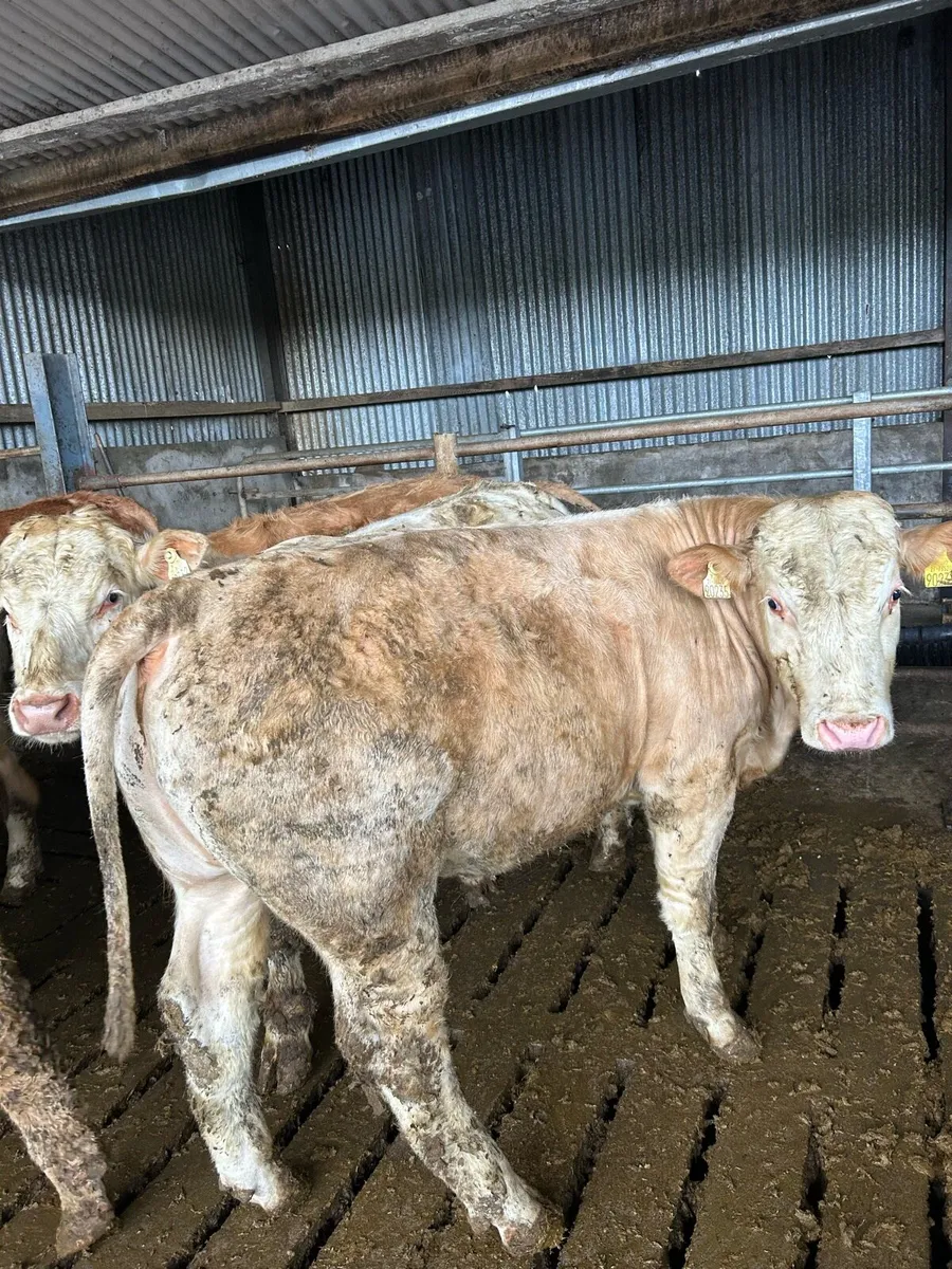 16 u grade bullocks - Image 2